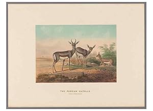 Image du vendeur pour Reproduccin/Reproduction 49419075231: Zoological sketches /. London :Henry Graves,1861-1867. mis en vente par EL BOLETIN