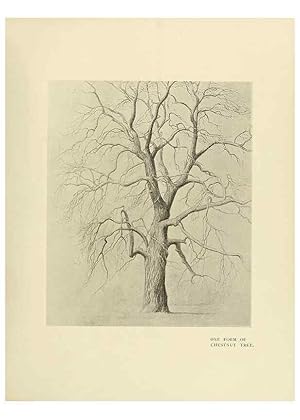 Immagine del venditore per Reproduccin/Reproduction 49419880668: British trees /. London :Hutchinson,1907. venduto da EL BOLETIN