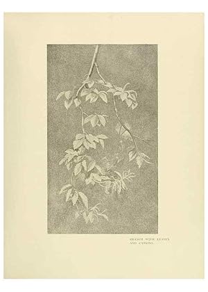 Image du vendeur pour Reproduccin/Reproduction 49420349891: British trees /. London :Hutchinson,1907. mis en vente par EL BOLETIN