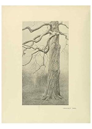 Image du vendeur pour Reproduccin/Reproduction 49420567277: British trees /. London :Hutchinson,1907. mis en vente par EL BOLETIN