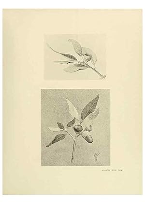 Seller image for Reproduccin/Reproduction 49420566927: British trees /. London :Hutchinson,1907. for sale by EL BOLETIN