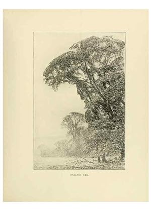 Image du vendeur pour Reproduccin/Reproduction 49420343631: British trees /. London :Hutchinson,1907. mis en vente par EL BOLETIN