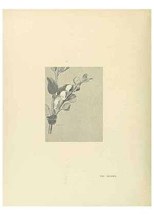 Seller image for Reproduccin/Reproduction 49420364201: British trees /. London :Hutchinson,1907. for sale by EL BOLETIN