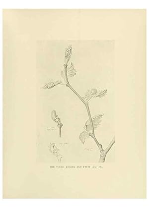 Image du vendeur pour Reproduccin/Reproduction 49420579062: British trees /. London :Hutchinson,1907. mis en vente par EL BOLETIN