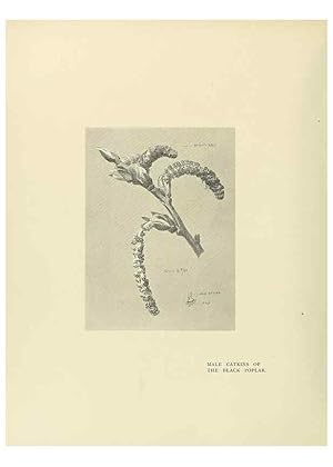 Seller image for Reproduccin/Reproduction 49419886628: British trees /. London :Hutchinson,1907. for sale by EL BOLETIN