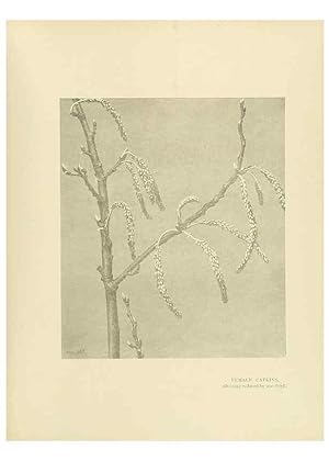 Image du vendeur pour Reproduccin/Reproduction 49420358571: British trees /. London :Hutchinson,1907. mis en vente par EL BOLETIN
