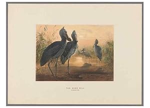 Image du vendeur pour Reproduccin/Reproduction 49419128316: Zoological sketches /. London :Henry Graves,1861-1867. mis en vente par EL BOLETIN