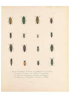 Immagine del venditore per Reproduccin/Reproduction 49431521827: Delectus animalium articulatorum :. Monachii :Impensis Editoris,1830-1834. venduto da EL BOLETIN