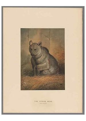 Image du vendeur pour Reproduccin/Reproduction 49419074116: Zoological sketches /. London :Henry Graves,1861-1867. mis en vente par EL BOLETIN