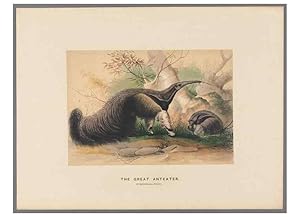 Image du vendeur pour Reproduccin/Reproduction 49419295897: Zoological sketches /. London :Henry Graves,1861-1867. mis en vente par EL BOLETIN