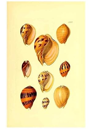 Immagine del venditore per Reproduccin/Reproduction 49491851426: Thesaurus conchyliorum, or, Monographs of genera of shells. London :Sowerby .,1847-1887. venduto da EL BOLETIN