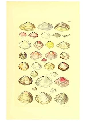 Immagine del venditore per Reproduccin/Reproduction 49492056187: Thesaurus conchyliorum, or, Monographs of genera of shells. London :Sowerby .,1847-1887. venduto da EL BOLETIN