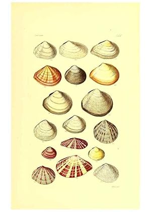 Bild des Verkufers fr Reproduccin/Reproduction 49491345703: Thesaurus conchyliorum, or, Monographs of genera of shells. London :Sowerby .,1847-1887. zum Verkauf von EL BOLETIN