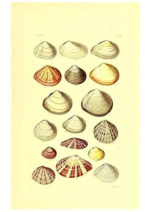 Imagen del vendedor de Reproduccin/Reproduction 49491345703: Thesaurus conchyliorum, or, Monographs of genera of shells. London :Sowerby .,1847-1887. a la venta por EL BOLETIN