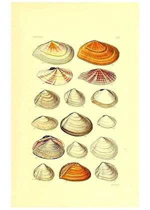 Imagen del vendedor de Reproduccin/Reproduction 49491345893: Thesaurus conchyliorum, or, Monographs of genera of shells. London :Sowerby .,1847-1887. a la venta por EL BOLETIN