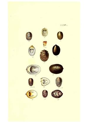 Bild des Verkufers fr Reproduccin/Reproduction 49491918426: Thesaurus conchyliorum, or, Monographs of genera of shells. London :Sowerby .,1847-1887. zum Verkauf von EL BOLETIN