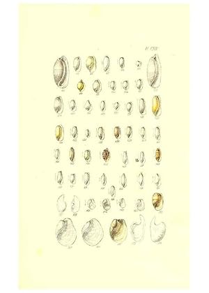 Imagen del vendedor de Reproduccin/Reproduction 49491919761: Thesaurus conchyliorum, or, Monographs of genera of shells. London :Sowerby .,1847-1887. a la venta por EL BOLETIN