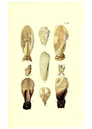 Bild des Verkufers fr Reproduccin/Reproduction 49492125692: Thesaurus conchyliorum, or, Monographs of genera of shells. London :Sowerby .,1847-1887. zum Verkauf von EL BOLETIN