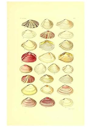 Bild des Verkufers fr Reproduccin/Reproduction 49491846371: Thesaurus conchyliorum, or, Monographs of genera of shells. London :Sowerby .,1847-1887. zum Verkauf von EL BOLETIN