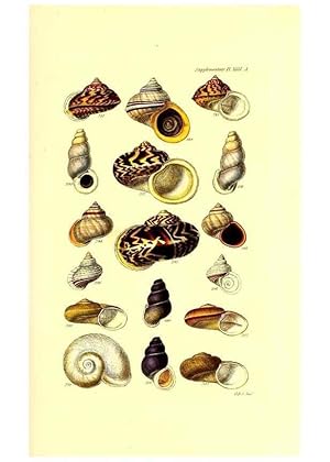 Bild des Verkufers fr Reproduccin/Reproduction 49492124412: Thesaurus conchyliorum, or, Monographs of genera of shells. London :Sowerby .,1847-1887. zum Verkauf von EL BOLETIN