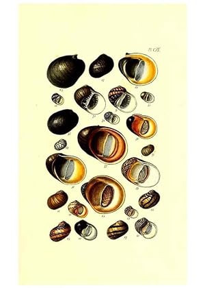 Bild des Verkufers fr Reproduccin/Reproduction 49491916621: Thesaurus conchyliorum, or, Monographs of genera of shells. London :Sowerby .,1847-1887. zum Verkauf von EL BOLETIN