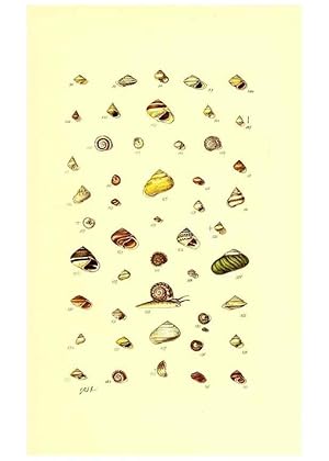 Immagine del venditore per Reproduccin/Reproduction 49491829781: Thesaurus conchyliorum, or, Monographs of genera of shells. London :Sowerby .,1847-1887. venduto da EL BOLETIN