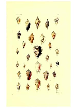 Imagen del vendedor de Reproduccin/Reproduction 49491830841: Thesaurus conchyliorum, or, Monographs of genera of shells. London :Sowerby .,1847-1887. a la venta por EL BOLETIN