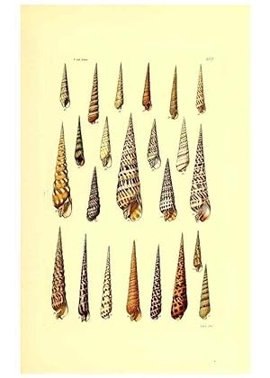 Bild des Verkufers fr Reproduccin/Reproduction 49491841701: Thesaurus conchyliorum, or, Monographs of genera of shells. London :Sowerby .,1847-1887. zum Verkauf von EL BOLETIN