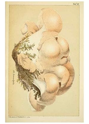 Immagine del venditore per Reproduccin/Reproduction 49456266637: Prof. Dr. Harald O. Lenz Ntzliche, schdliche und verdchtige Pilze. Gotha,Thienemann,1890. venduto da EL BOLETIN