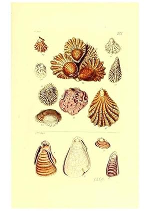 Immagine del venditore per Reproduccin/Reproduction 49492063597: Thesaurus conchyliorum, or, Monographs of genera of shells. London :Sowerby .,1847-1887. venduto da EL BOLETIN