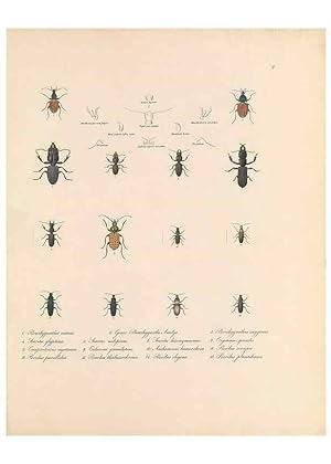 Bild des Verkufers fr Reproduccin/Reproduction 49431297566: Delectus animalium articulatorum :. Monachii :Impensis Editoris,1830-1834. zum Verkauf von EL BOLETIN