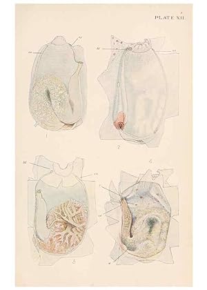 Image du vendeur pour Reproduccin/Reproduction 49487882473: The British Tunicata;. London,Printed for the Ray society,1905-12. mis en vente par EL BOLETIN