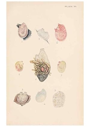 Image du vendeur pour Reproduccin/Reproduction 49488379216: The British Tunicata;. London,Printed for the Ray society,1905-12. mis en vente par EL BOLETIN