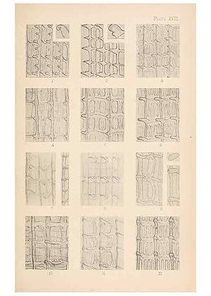 Image du vendeur pour Reproduccin/Reproduction 49488589247: The British Tunicata;. London,Printed for the Ray society,1905-12. mis en vente par EL BOLETIN