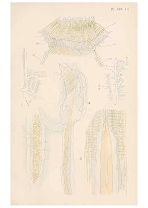 Image du vendeur pour Reproduccin/Reproduction 49488584447: The British Tunicata;. London,Printed for the Ray society,1905-12. mis en vente par EL BOLETIN