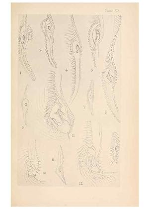 Image du vendeur pour Reproduccin/Reproduction 49487884728: The British Tunicata;. London,Printed for the Ray society,1905-12. mis en vente par EL BOLETIN