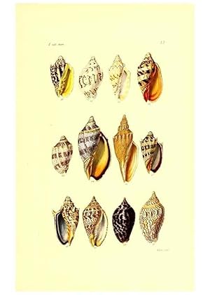 Imagen del vendedor de Reproduccin/Reproduction 49491844001: Thesaurus conchyliorum, or, Monographs of genera of shells. London :Sowerby .,1847-1887. a la venta por EL BOLETIN