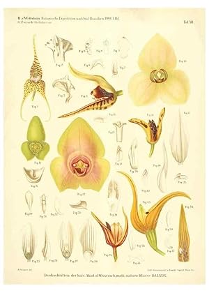 Imagen del vendedor de Reproduccin/Reproduction 49487638171: Pteridophyta und Anthophyta /. Wien :K.K. Hof- und Staatsdruckerei,1908. a la venta por EL BOLETIN