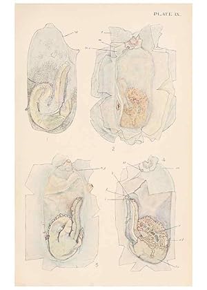 Image du vendeur pour Reproduccin/Reproduction 49487881473: The British Tunicata;. London,Printed for the Ray society,1905-12. mis en vente par EL BOLETIN