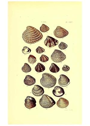 Imagen del vendedor de Reproduccin/Reproduction 49491427038: Thesaurus conchyliorum, or, Monographs of genera of shells. London :Sowerby .,1847-1887. a la venta por EL BOLETIN