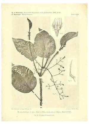 Imagen del vendedor de Reproduccin/Reproduction 49487850027: Pteridophyta und Anthophyta /. Wien :K.K. Hof- und Staatsdruckerei,1908. a la venta por EL BOLETIN