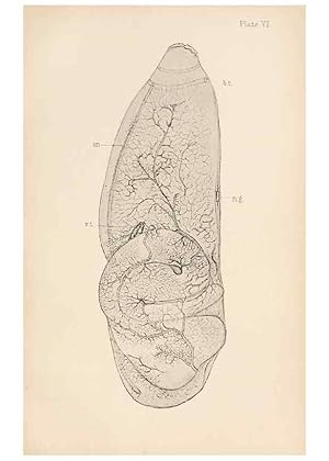 Image du vendeur pour Reproduccin/Reproduction 49488585387: The British Tunicata;. London,Printed for the Ray society,1905-12. mis en vente par EL BOLETIN