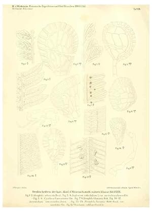 Imagen del vendedor de Reproduccin/Reproduction 49487140978: Pteridophyta und Anthophyta /. Wien :K.K. Hof- und Staatsdruckerei,1908. a la venta por EL BOLETIN