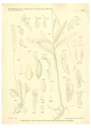 Imagen del vendedor de Reproduccin/Reproduction 49487141623: Pteridophyta und Anthophyta /. Wien :K.K. Hof- und Staatsdruckerei,1908. a la venta por EL BOLETIN