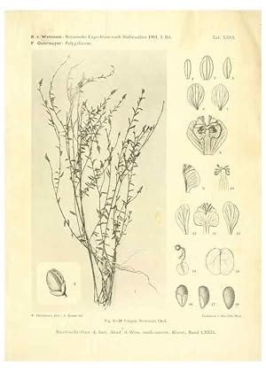 Imagen del vendedor de Reproduccin/Reproduction 49487850882: Pteridophyta und Anthophyta /. Wien :K.K. Hof- und Staatsdruckerei,1908. a la venta por EL BOLETIN