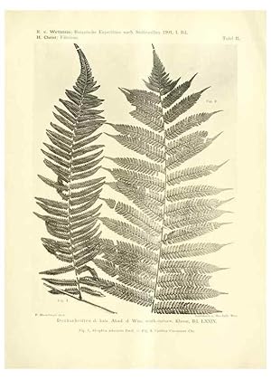 Imagen del vendedor de Reproduccin/Reproduction 49487139553: Pteridophyta und Anthophyta /. Wien :K.K. Hof- und Staatsdruckerei,1908. a la venta por EL BOLETIN