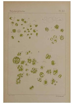 Imagen del vendedor de Reproduccin/Reproduction 49299112977: E?tude critique et expe?rimentale sur le polymorphisme des algues,. Gene`ve,Georg,1909. a la venta por EL BOLETIN