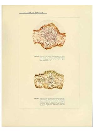 Immagine del venditore per Reproduccin/Reproduction 49264205167: A research on the pines of Australia,. Sydney,W. A. Gullick, government printer,1910. venduto da EL BOLETIN