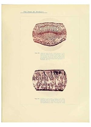 Immagine del venditore per Reproduccin/Reproduction 49264205402: A research on the pines of Australia,. Sydney,W. A. Gullick, government printer,1910. venduto da EL BOLETIN