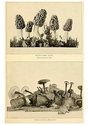 Seller image for Reproduccin/Reproduction 49345988277: The mushroom book. New York,Doubleday, Page,1901. for sale by EL BOLETIN